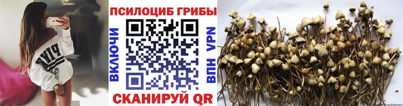 Псилоцибиновые грибы Cubensis  Обнинск 